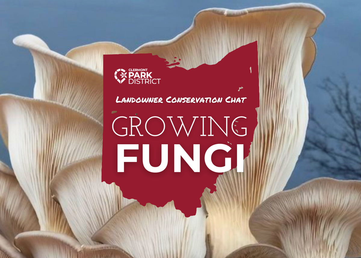 growingfungi2